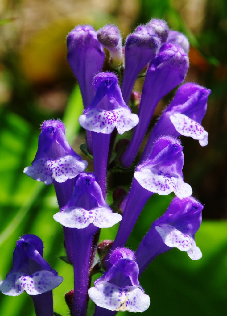 コバノタツナミ