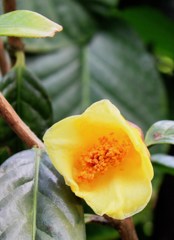 金茶花～黄色の椿