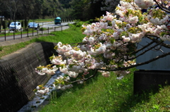 春の日差しを受けて～八重桜