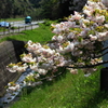 春の日差しを受けて～八重桜