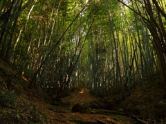 竹林