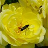 黄色いバラに…