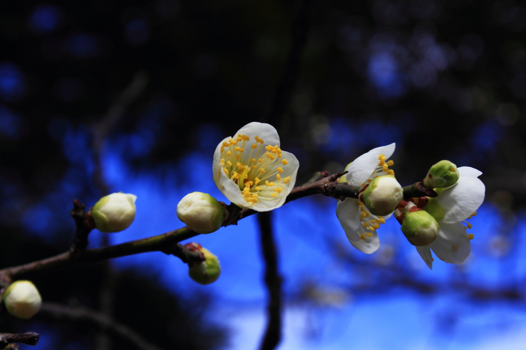 花開く