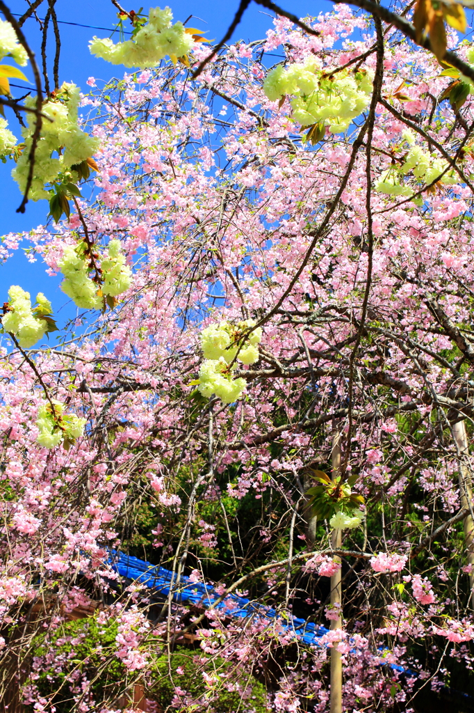 これも桜～ウコン桜