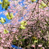 これも桜～ウコン桜