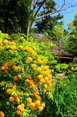 春の庭～八重ヤマブキ