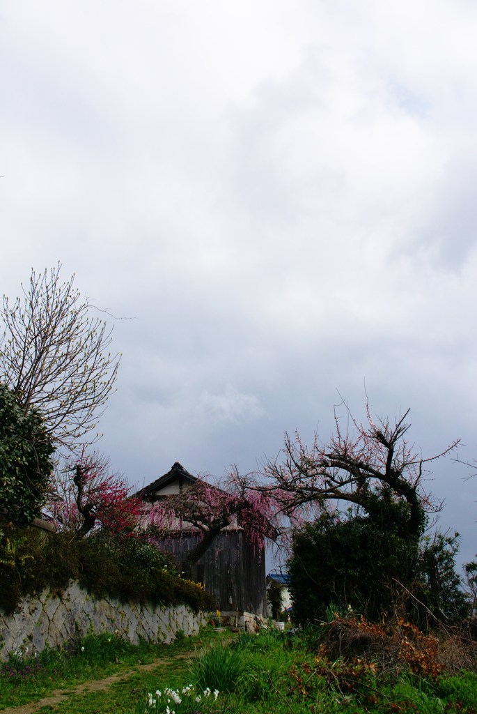 しだれ梅のある風景2