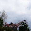 しだれ梅のある風景2