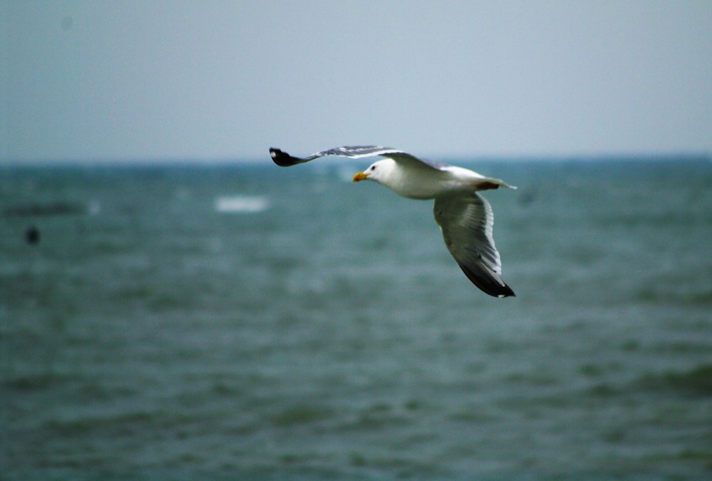 海鳥