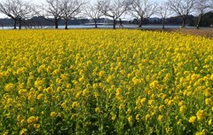 わっ!もう菜の花が…