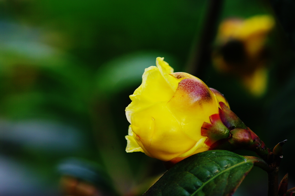 金茶花のつぼみ