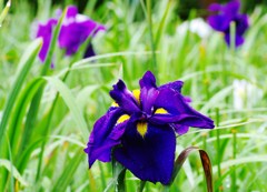 なんだか笑ってるみたい～紫菖蒲