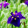 なんだか笑ってるみたい～紫菖蒲