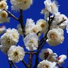 春匂う