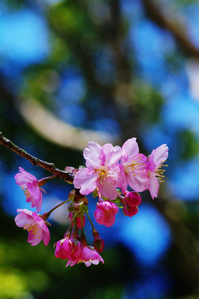 もう桜が…～河津桜