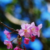 もう桜が…～河津桜
