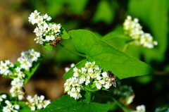 蕎麦の花の味ってどんなのかな？