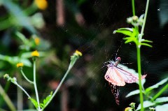 哀れ、蜘蛛の巣に捕われしアサギマダラ