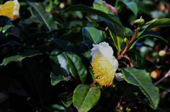 茶花