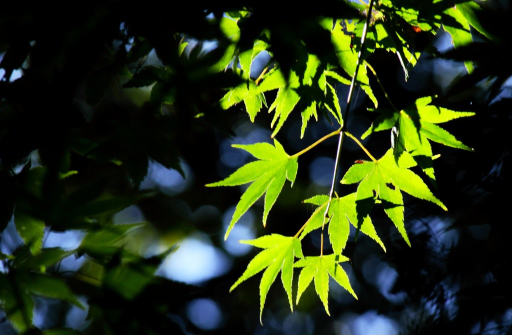 紅葉色づき前2