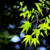 紅葉色づき前2
