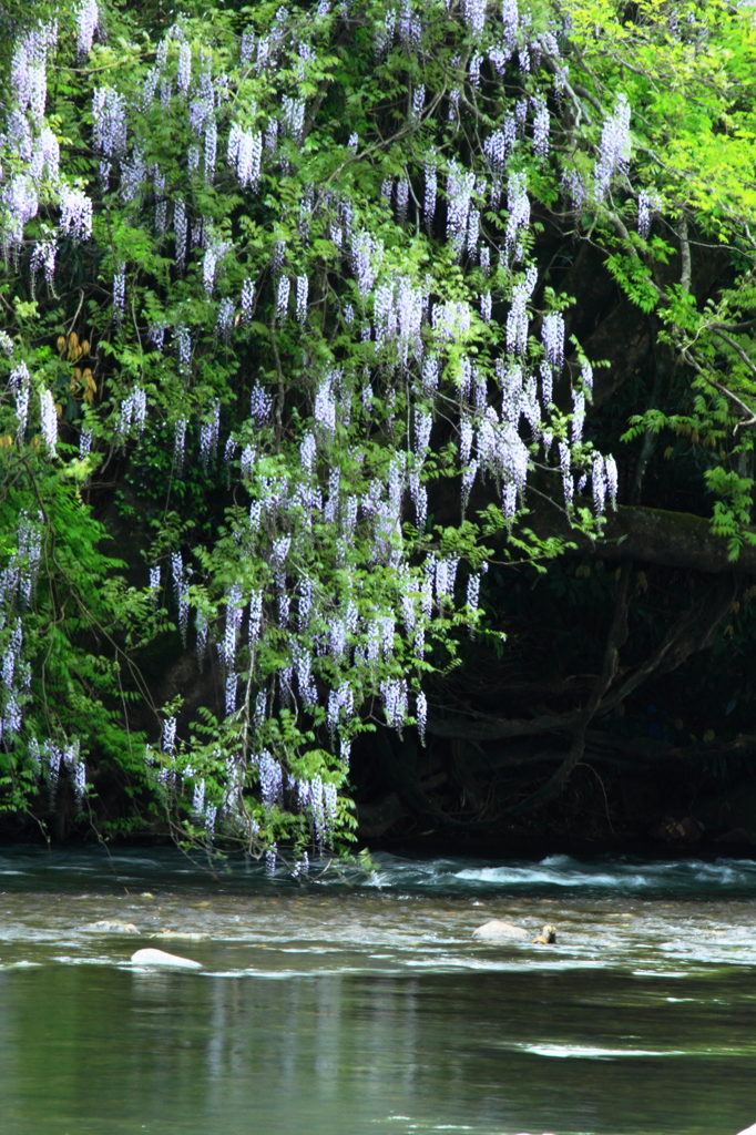川の流れに映る