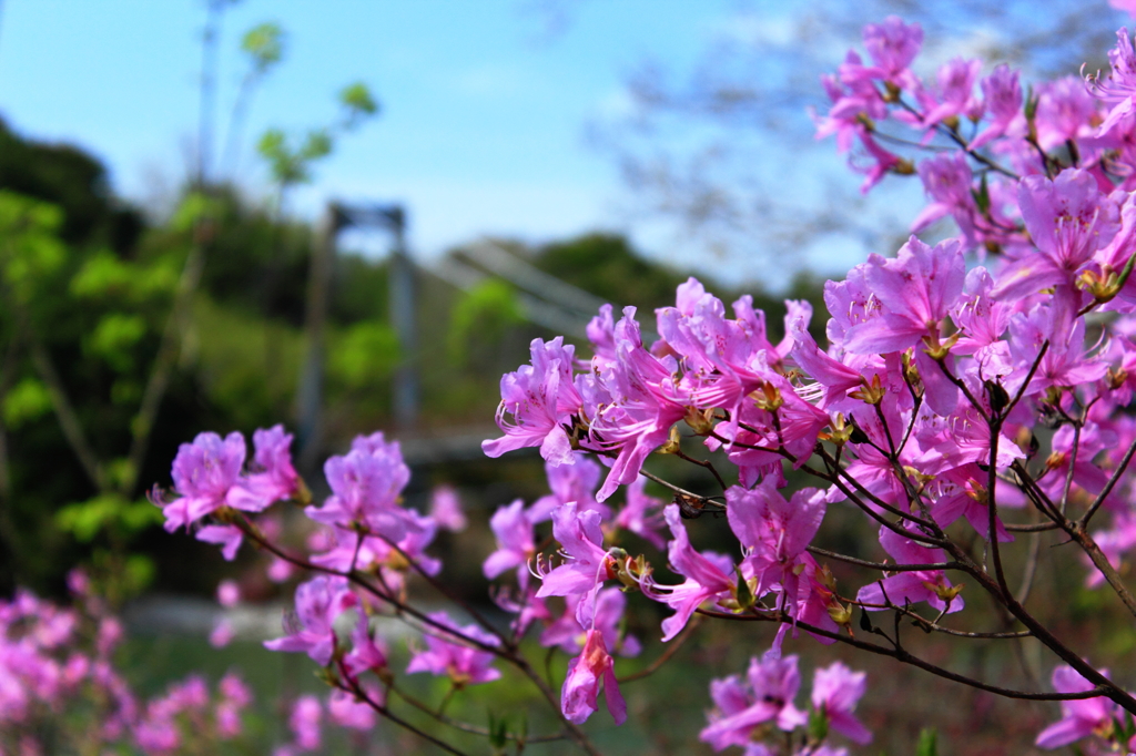 一足早く～コバノミツバツツジ