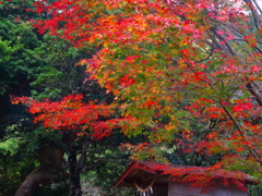 晩秋の紅葉