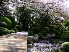 散桜残桜