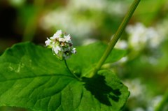 ソバの花