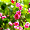 もうすぐ春～梅開花