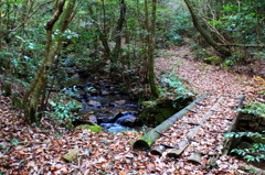 冬の登山道