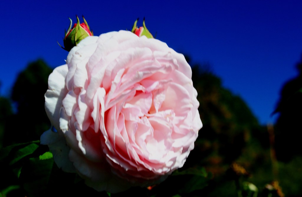 rose