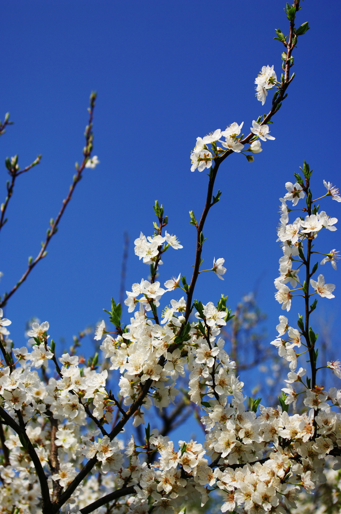 スモモの花
