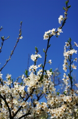 スモモの花