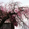 しだれ梅のある風景1
