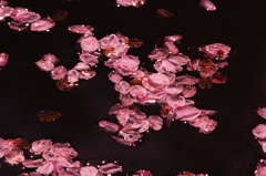 花びら