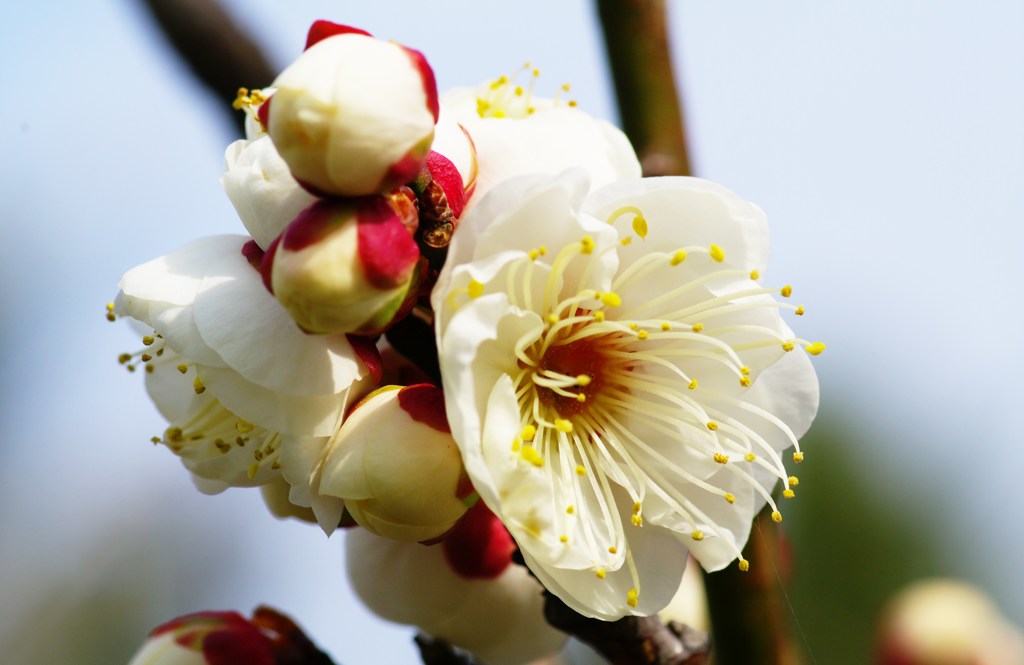 早春の日を受けて