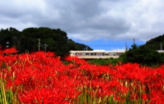 彼岸花と電車