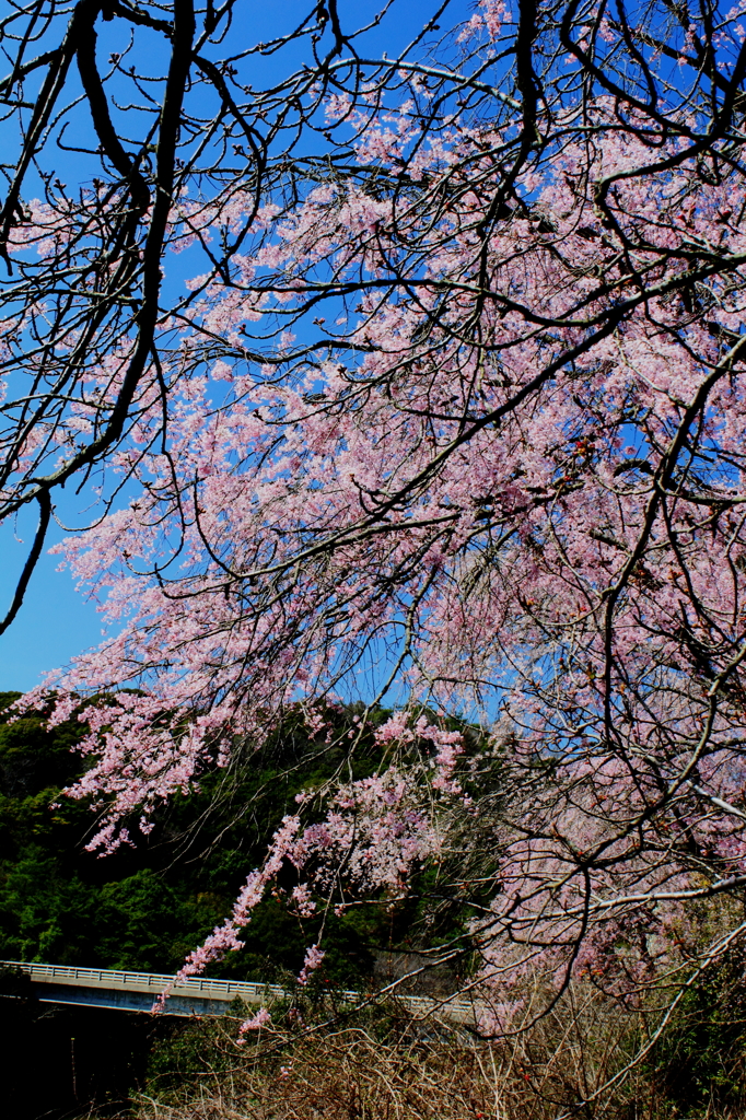 しだれ桜