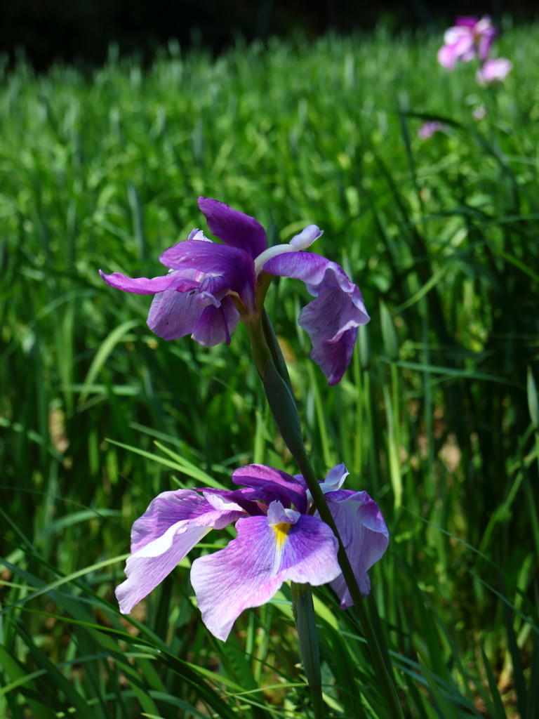 菖蒲