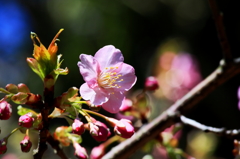 一足早く～河津桜