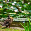 睡蓮の池のそばで