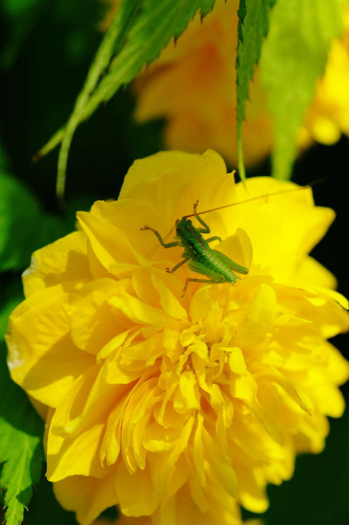 僕、黄色に染まりそう～八重のヤマブキ