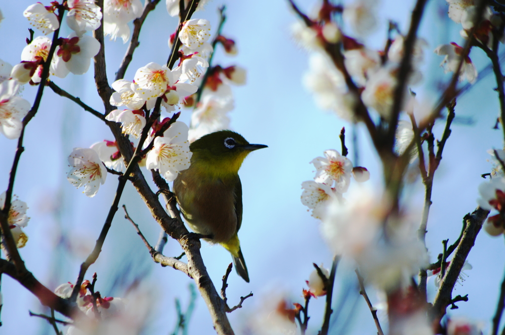 春がやってきた