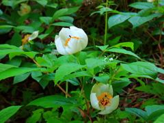 山シャクヤク