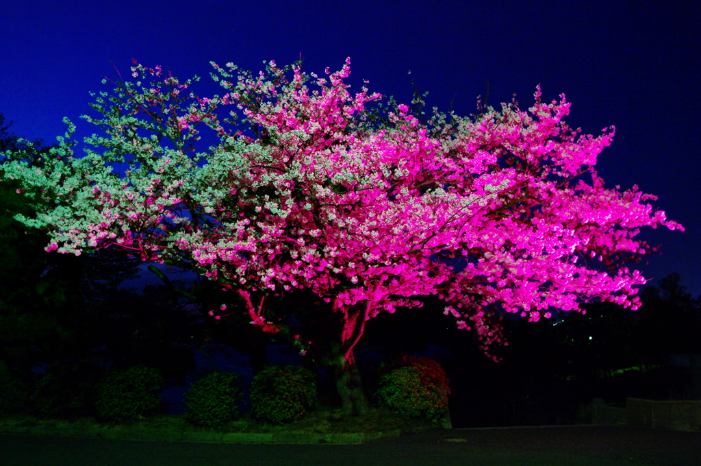 ファンタスティツク1