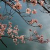 映える