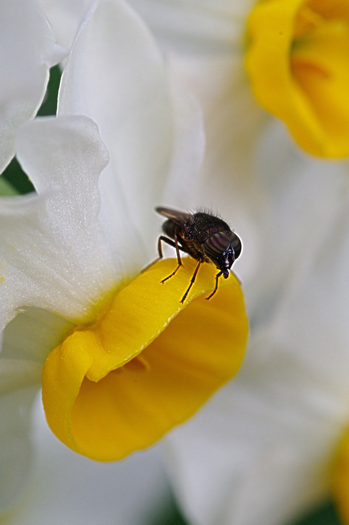 蜜があるのかな?