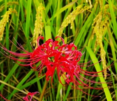 彼岸花